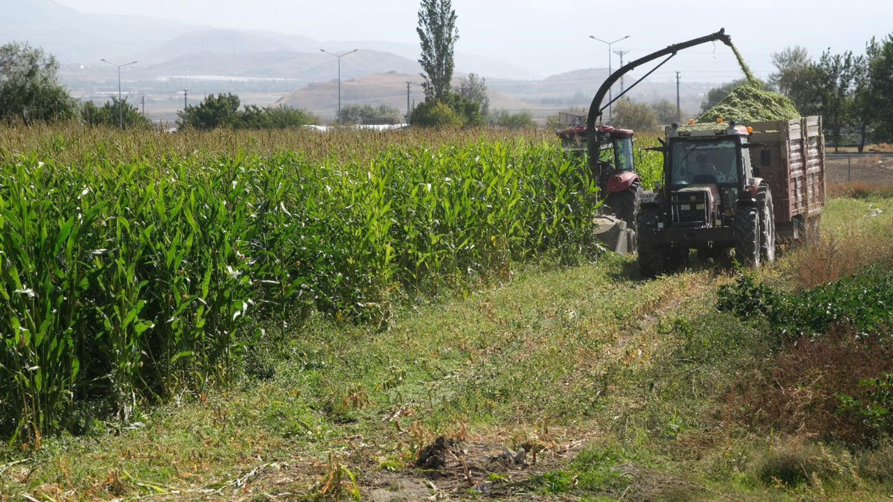 98 dönüm alana ekilen silajlık mısırların hasadı tamamlandı