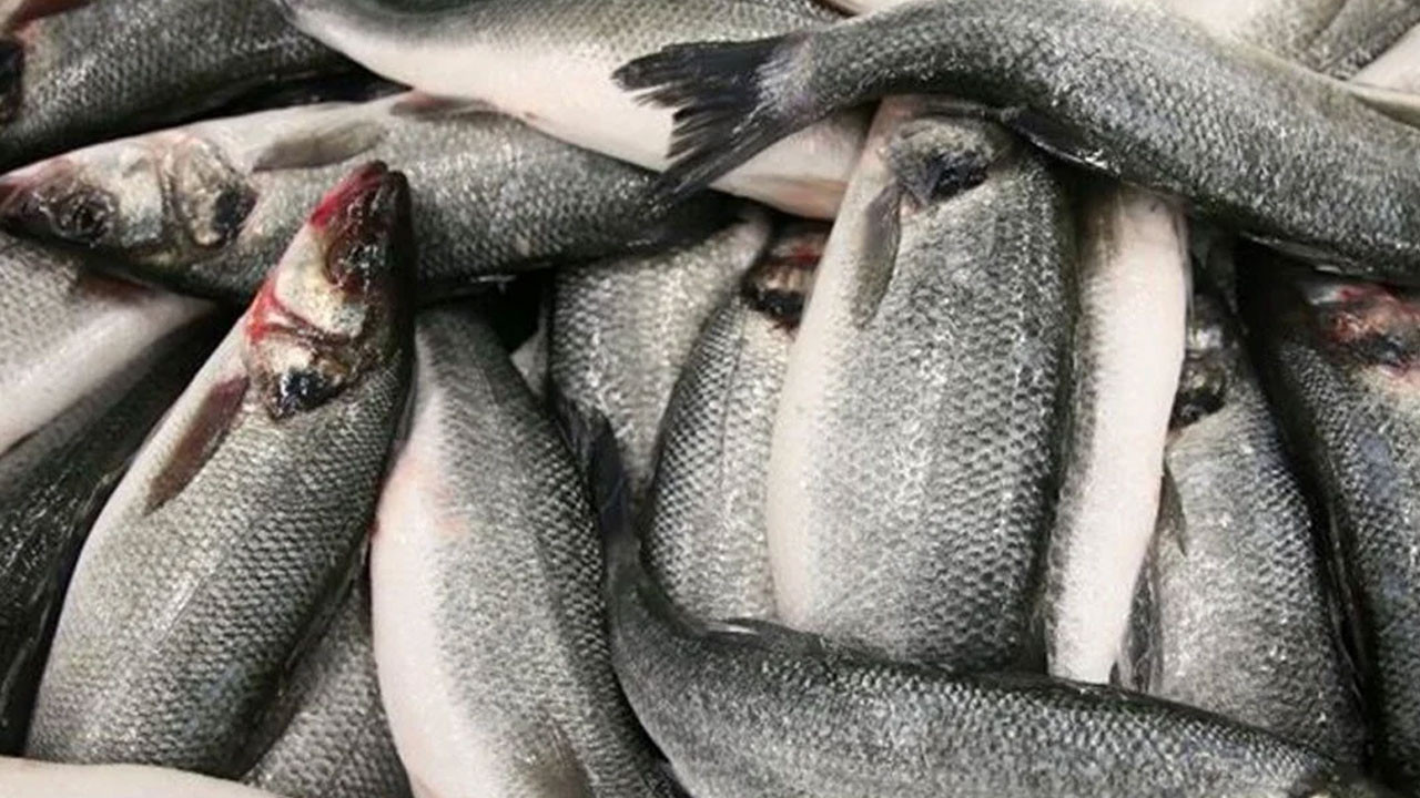 Bilim dünyası, vücut saatini ayarlayan balıkları açıkladı