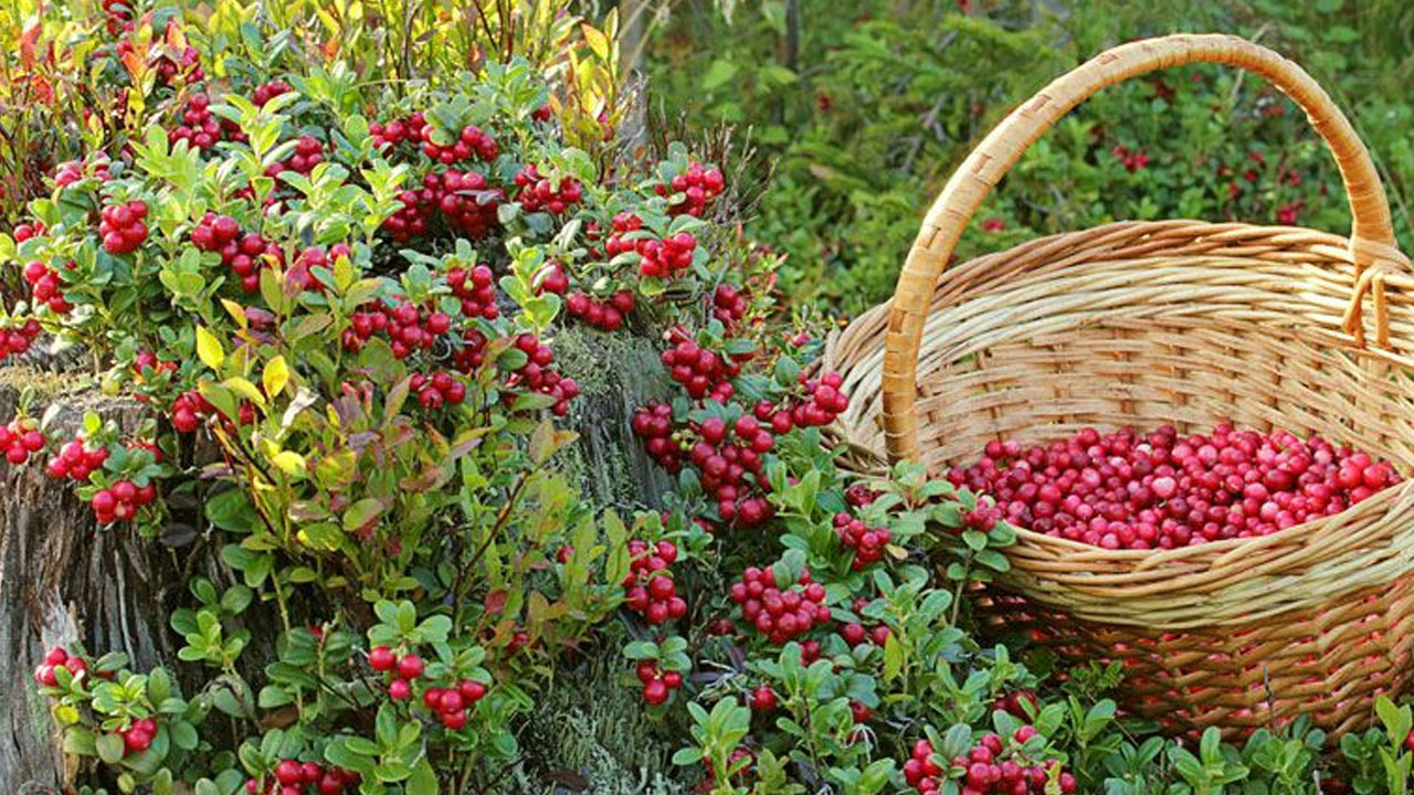 Uzmanlar tek bir meyvede birleşti! Uzun yaşamın gizemli formülü ortaya çıktı