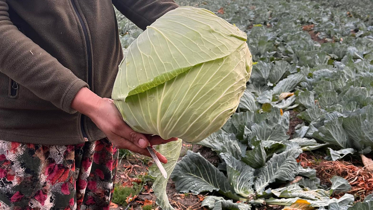 Kış aylarının şifalı sebzesi! Lahana