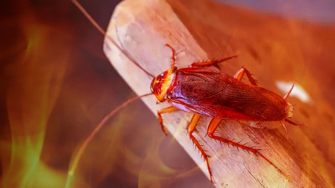 Şeytanlık yaparken evini yaktı! "Hamam böceği" detayı