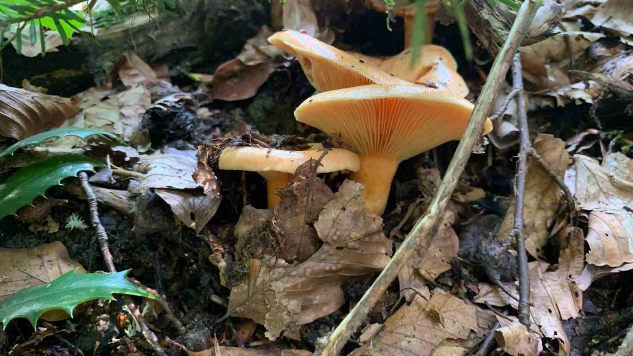 Mantar sezonu başladı: Uzmanlardan zehirlenme uyarısı!