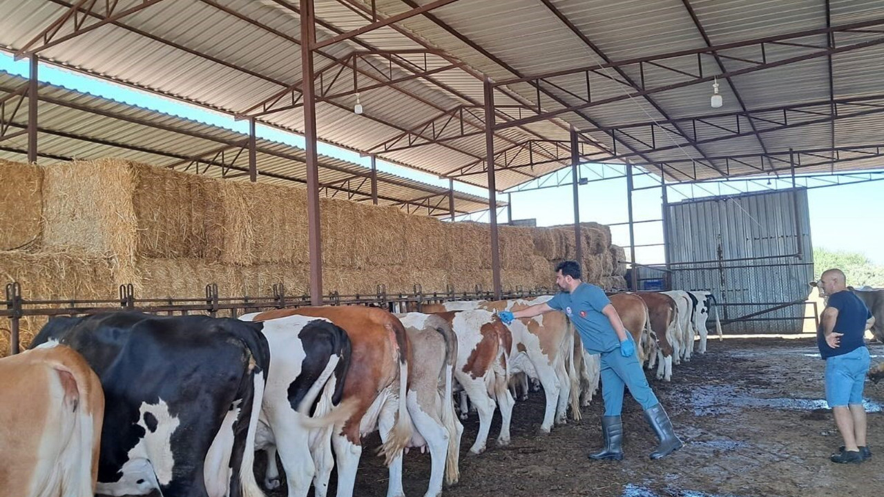 Şap alarmı: Nazilli’de 13 mahalle karantinada!