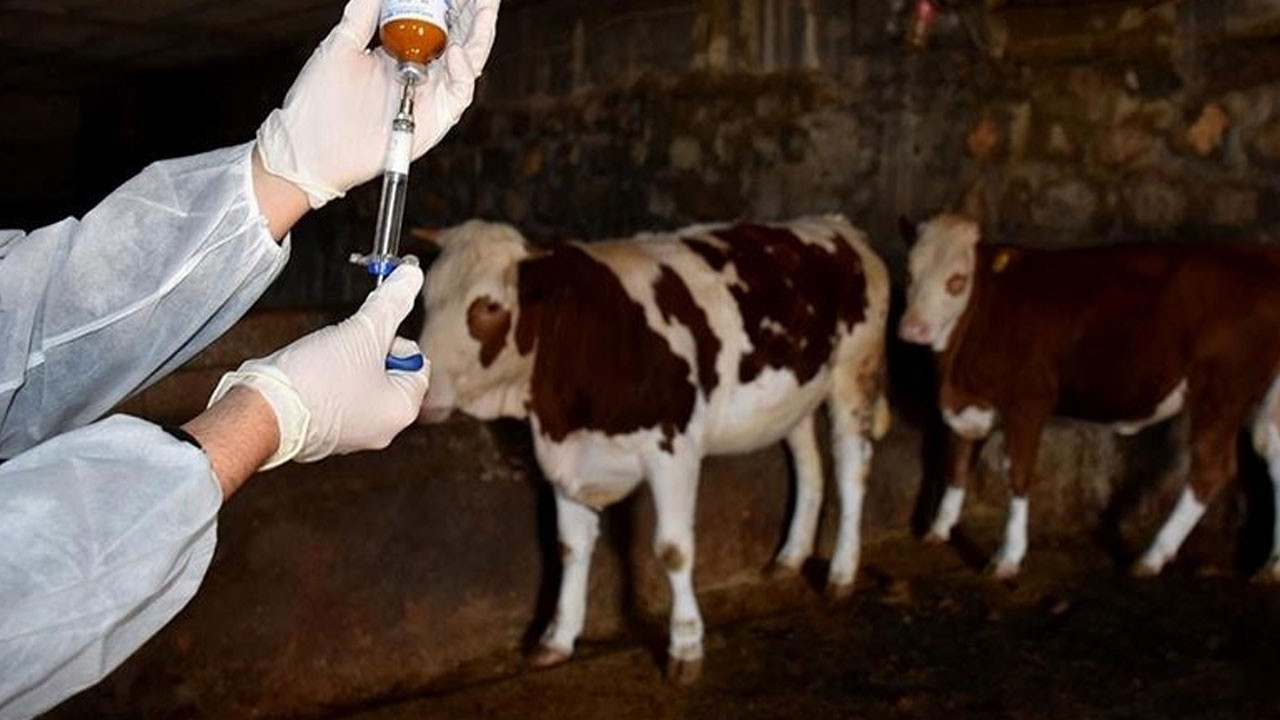 Tarım ve Orman Bakanlığı'ndan "Şap salgını" ile ilgili iyi haber