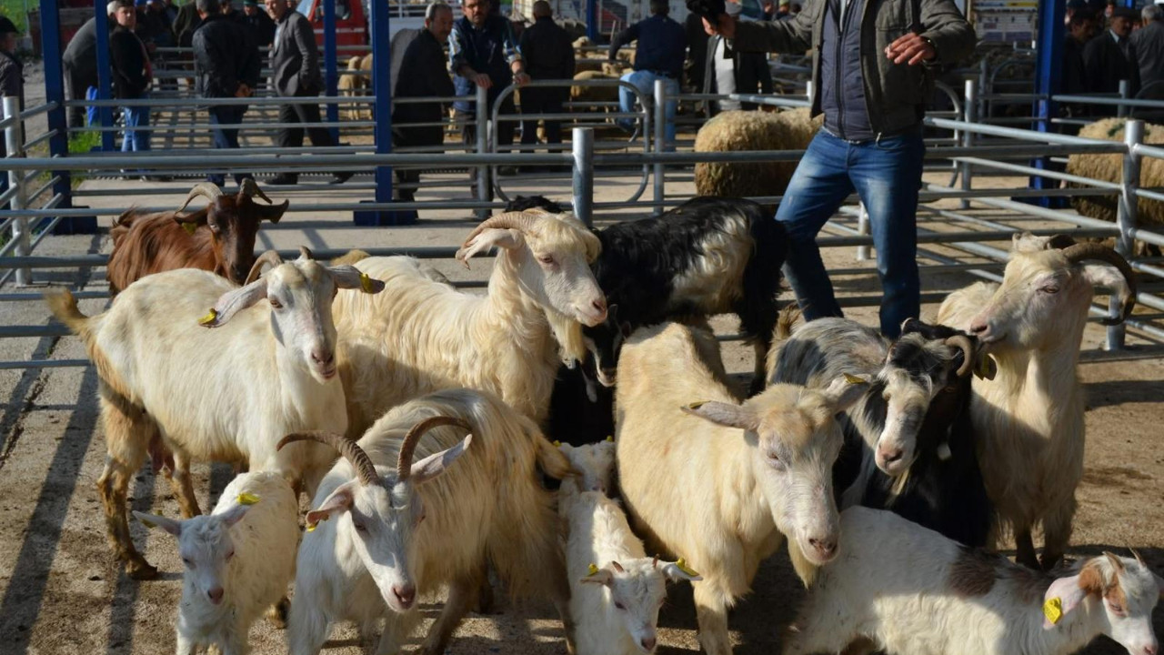Şap hastalığına karşı denetimler arttı