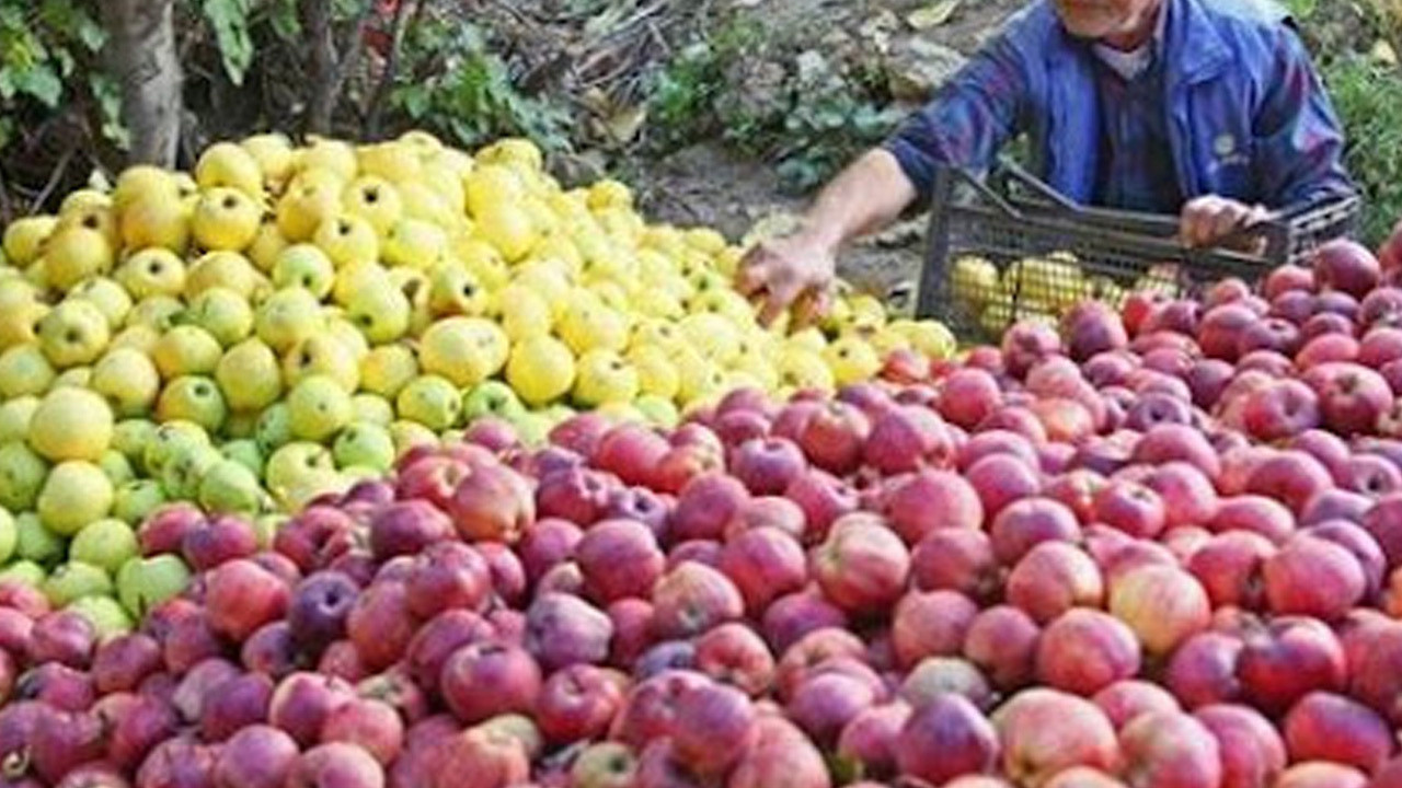 Elma alırken neler dikkat edilmeli?