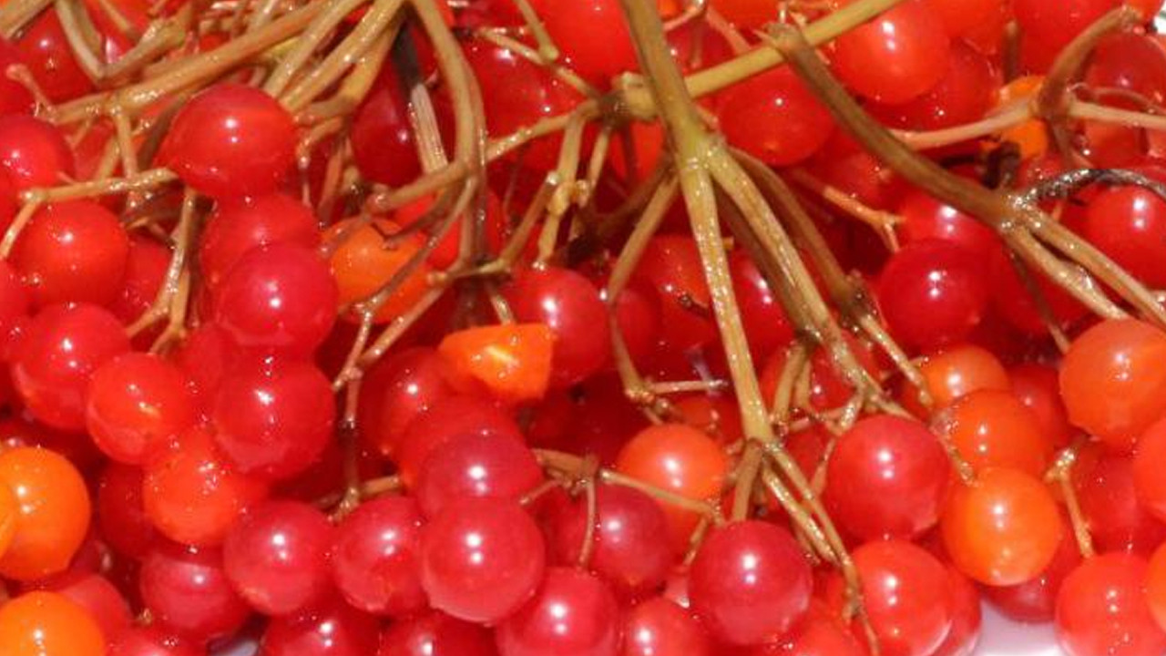 Kızıl meyvenin bilinmeyen gizemi! Avrupa bilim dünyası sarsıcı verileri açıkladı