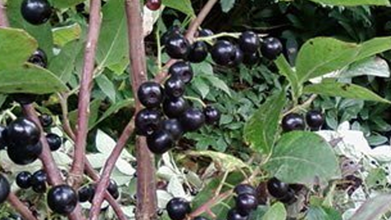 Uzmanlar, yaşlanma karşıtı formülü açıkladı! Küçük meyvenin büyük sırrı