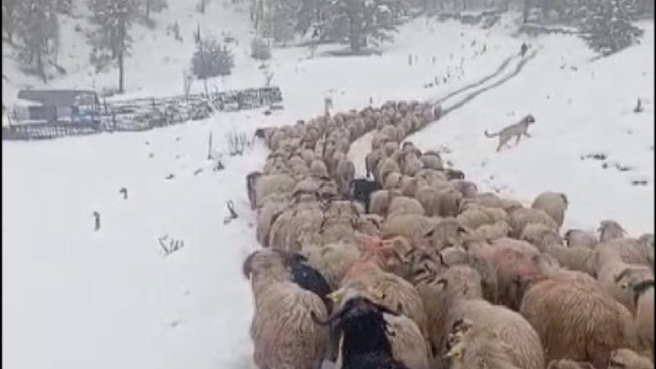 Ordu’daki kar, çobanlara ve sürüye zor anlar yaşattı