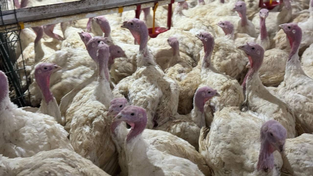 Bolu'da ‘kuş gribi’ uyarısı