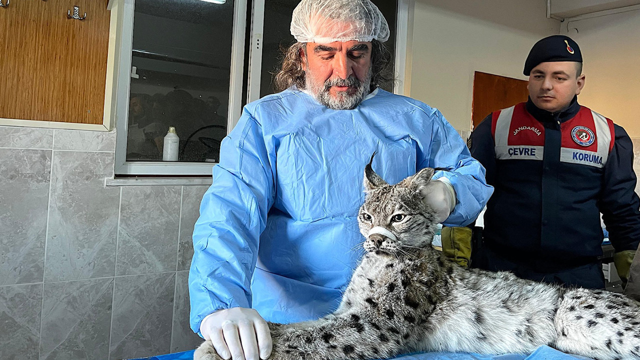 Bitkin halde bulunan vaşak tedavi altına alındı