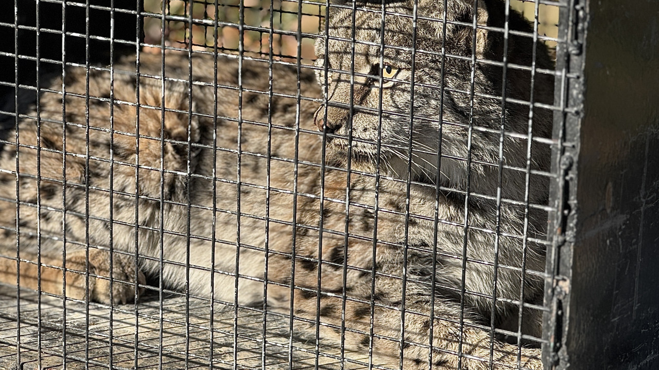 Bitkin halde bulundu! Tedavi altına alındı