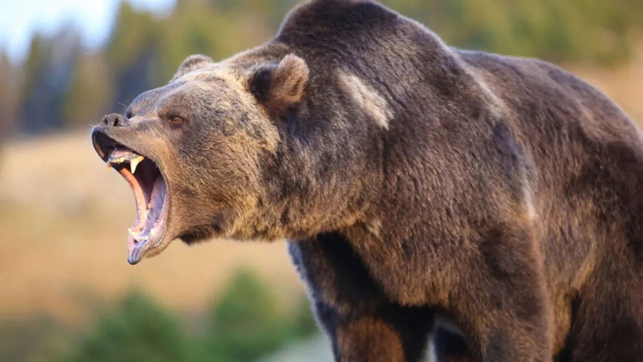 Kanada'da öğrencilere ayı saldırısı: 11 yaralı