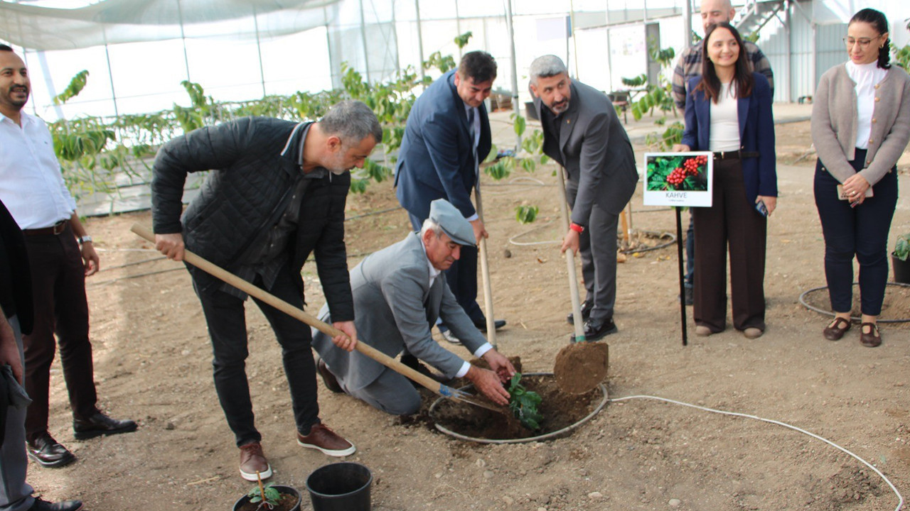 Adı da üretimi de Türk! Anavatanı Antalya oluyor: Fidanlar toprakla buluştu