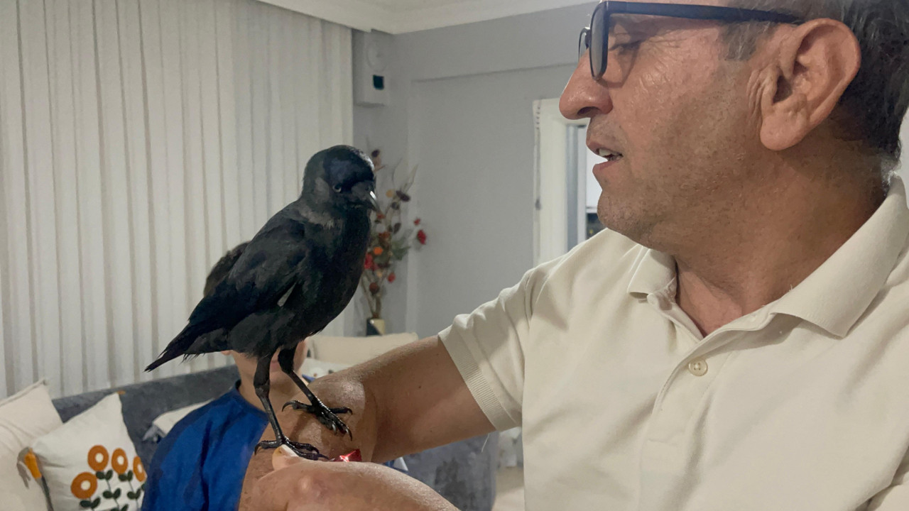 Arabaya kondu eve kadar geldi! Ailenin kargasına isim kondu