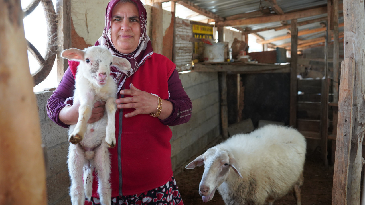 İki çocuk annesi kadın aile bütçesine katkı sağlamak için sabah çobanlık, öğlen servisçilik yapıyor