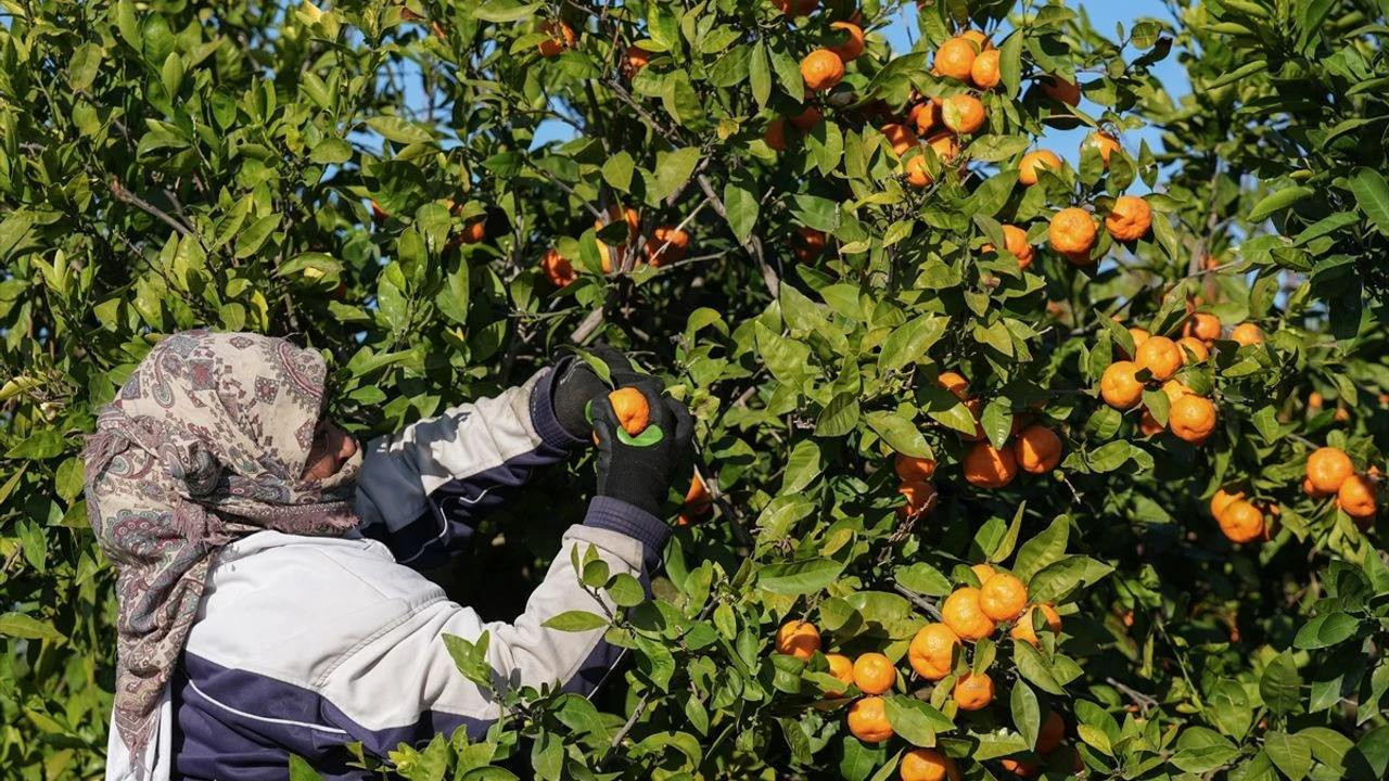 Ürünler dalda kaldı: Üretici de şikayetçi tüketici de