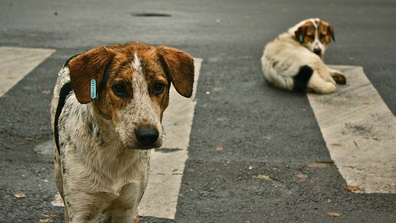 İstanbul Valiliği’nden sokak köpekleri kararı!