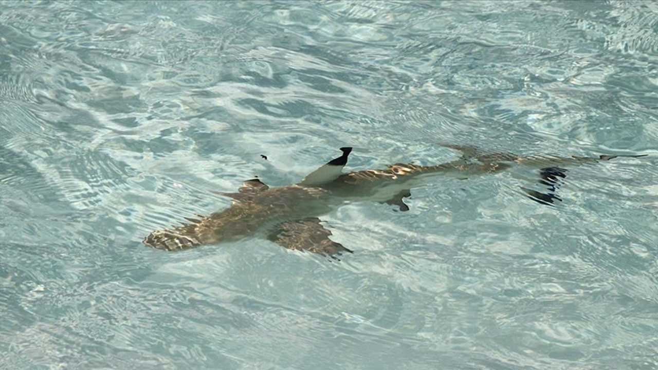 Avustralya'da köpekbalığı saldırısı: Ölü ve yaralılar var