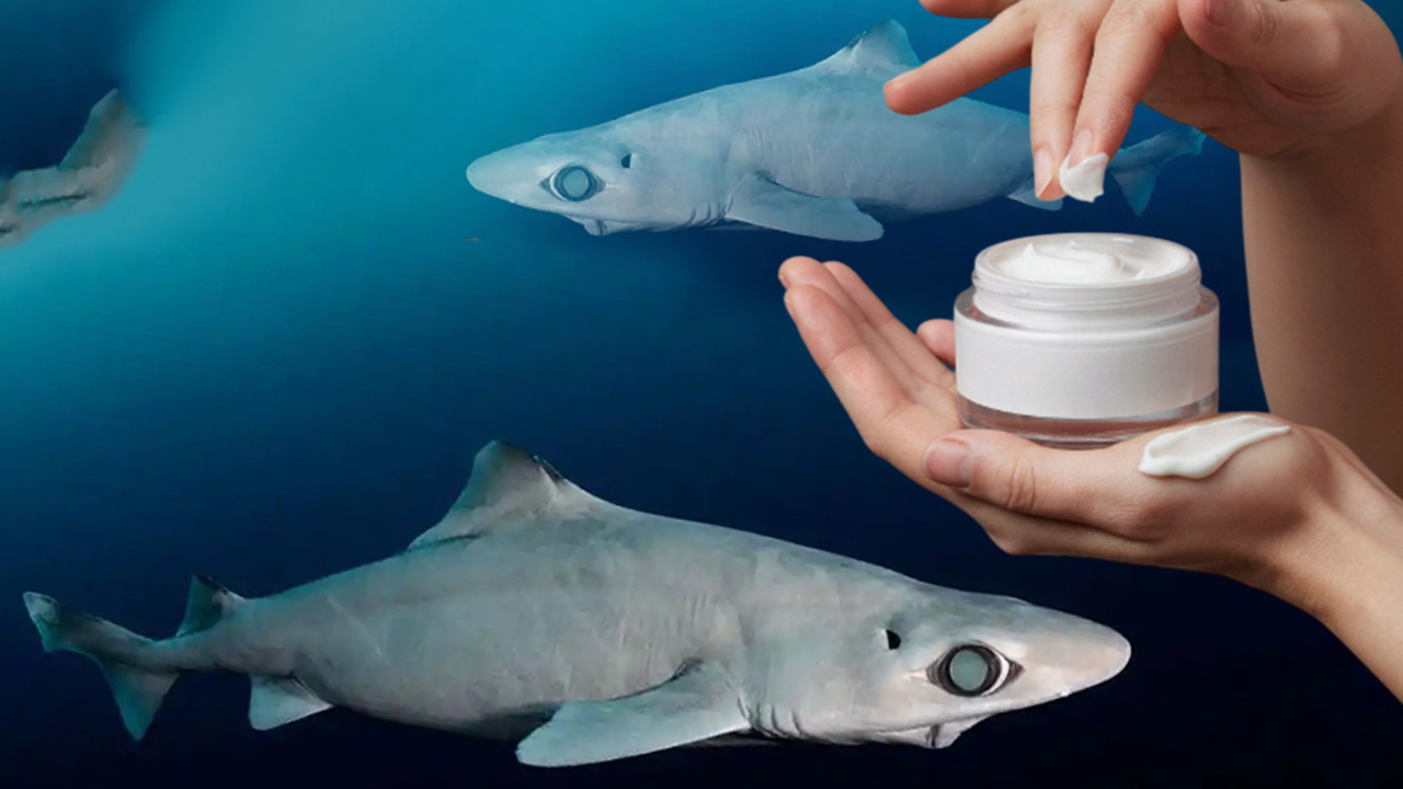 Kuru ciltlilere kötü haber: Kremlerinizde bu köpekbalığının yağı var
