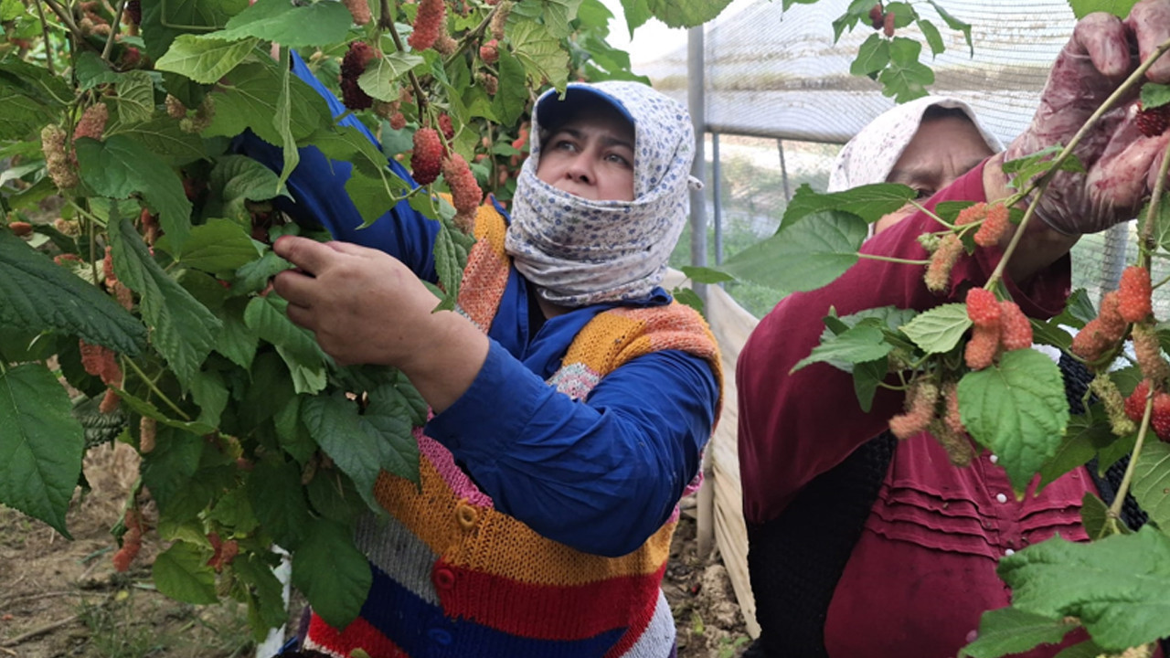 Silifke’nin mor mucizesinde hasat zamanı! Dubai ve Katar ürün bekliyor