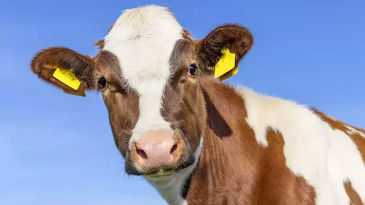 Uyuşturucu kartellerinden akıl almaz yöntem! Kokain inekleri