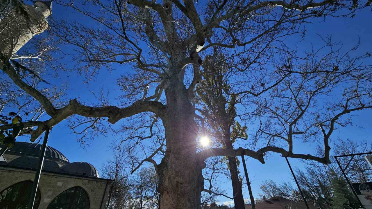 Harput’un 3 asırlık çınarı yıllara meydan okuyor