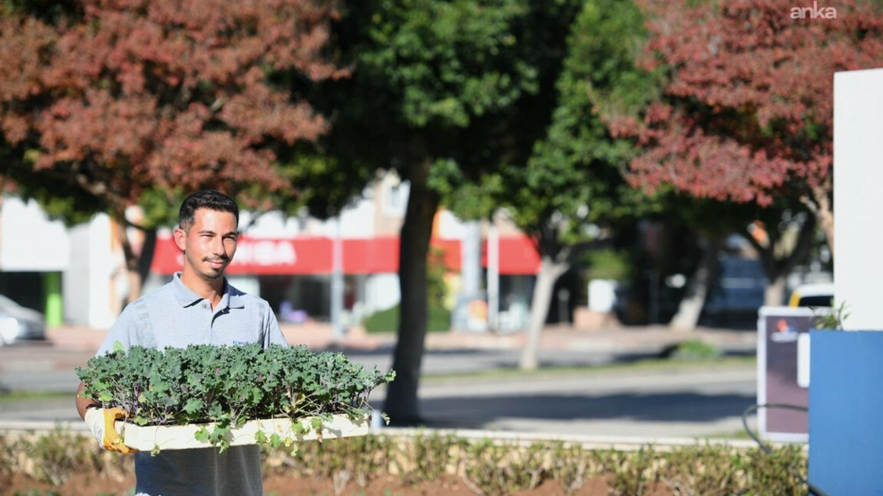 Konyaaltı’nda mevsimlik çiçek ekimi sürüyor