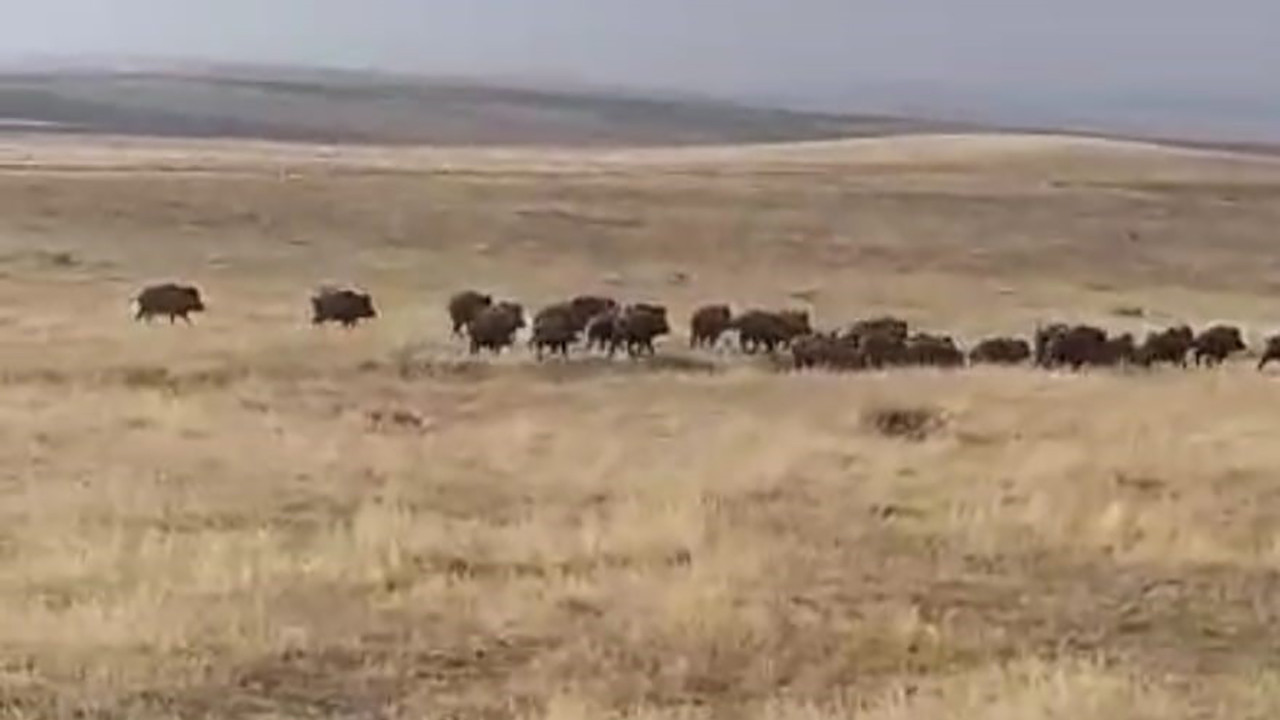 Malazgirt Köyü'nde korku dolu anlar: Dev sürü ortaya çıktı!