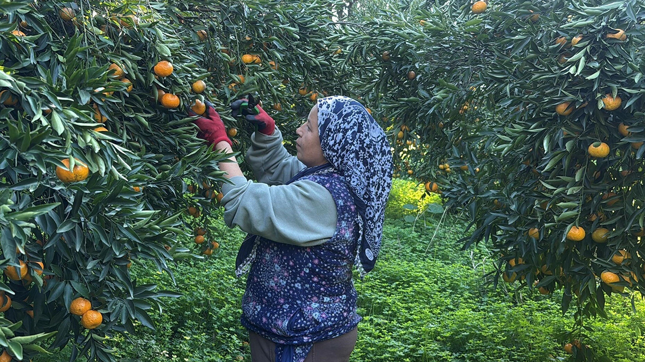 Mandalinanın fiyat yolculuğu: Bahçede 15 manavda 100 lira