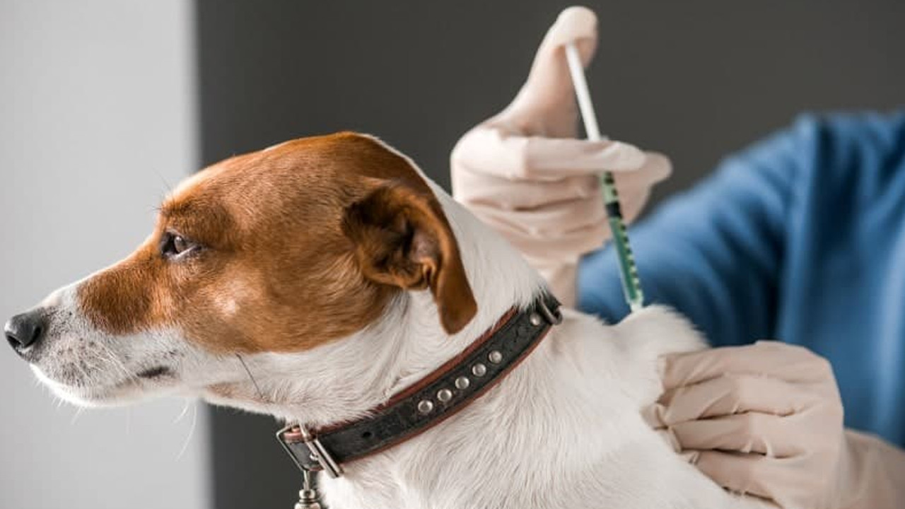 Evcil dostlarımızın kalkanı zayıflıyor! Uzmanlardan hayati uyarılar