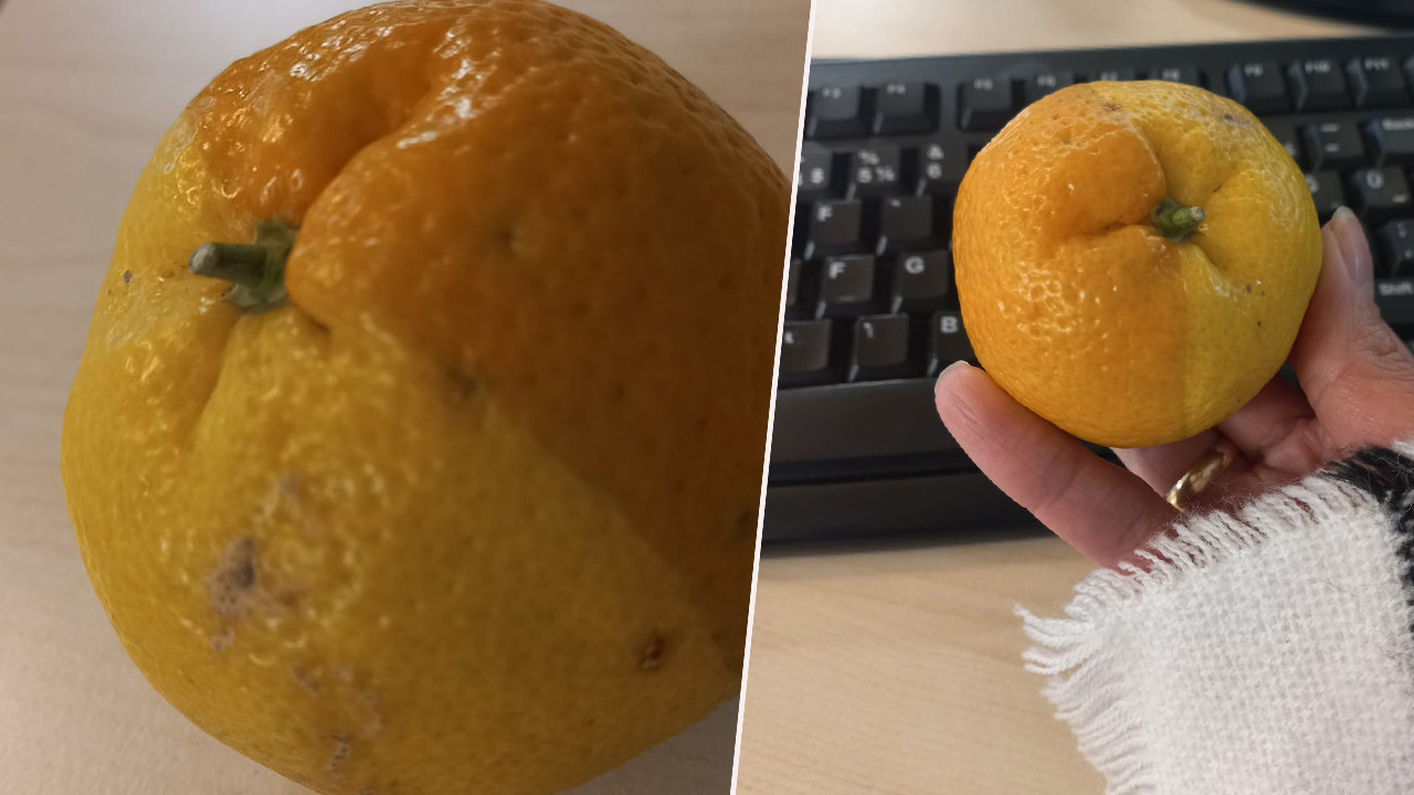 Yarısı limon yarısı mandalina görünümlü meyve görenleri şaşırttı
