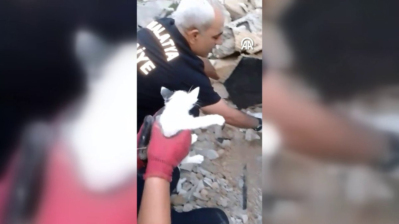 Yıkım durduruldu elleriyle kazdılar. Ağır hasarlı binanın enkazındaki kediler kurtarıldı