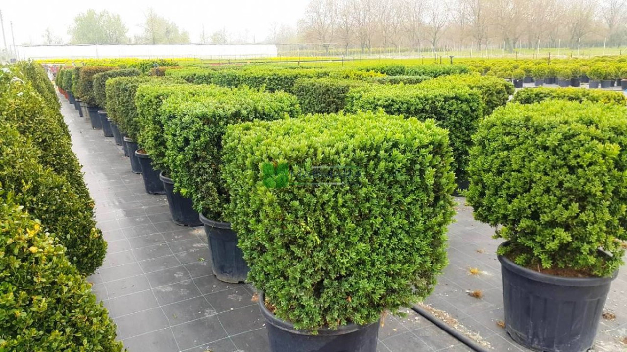 Kabızlığa iyi gelen ot (07 Temmuz 2023)