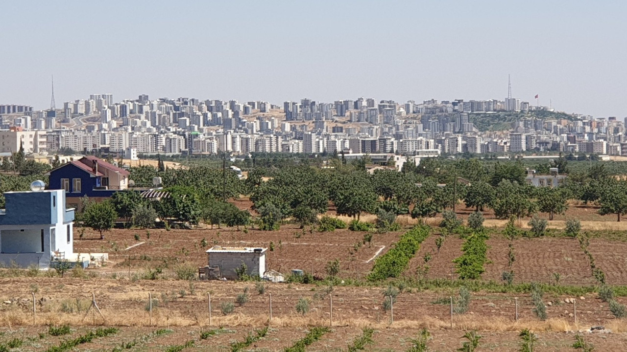 Mehmet Faraç zeytinliklerin, tarım alanlarının betona gömülmesinin yakan bedelini açıkladı