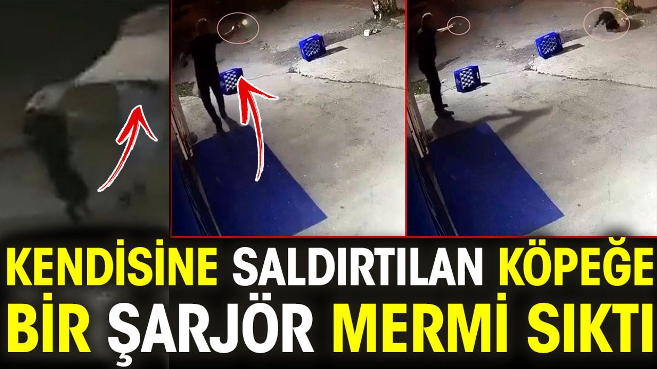 Kendisine saldırtılan köpeğe bir şarjör mermi sıktı