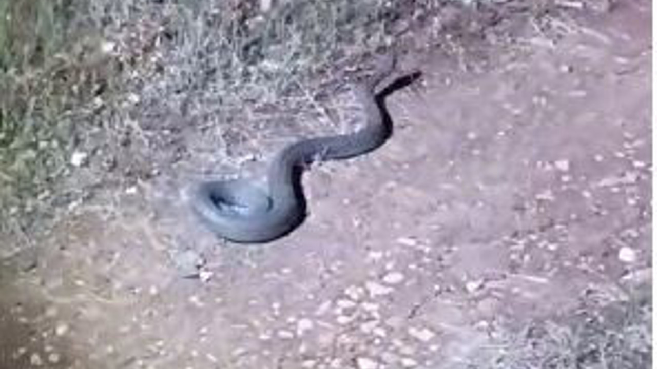 Türkiye'yi istila ettiler dünyanın en zehirlilerinden. Tek ısırığı telef etti