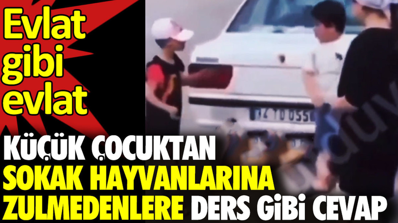 Küçük çocuktan sokak hayvanlarına zulmedenlere ders gibi cevap