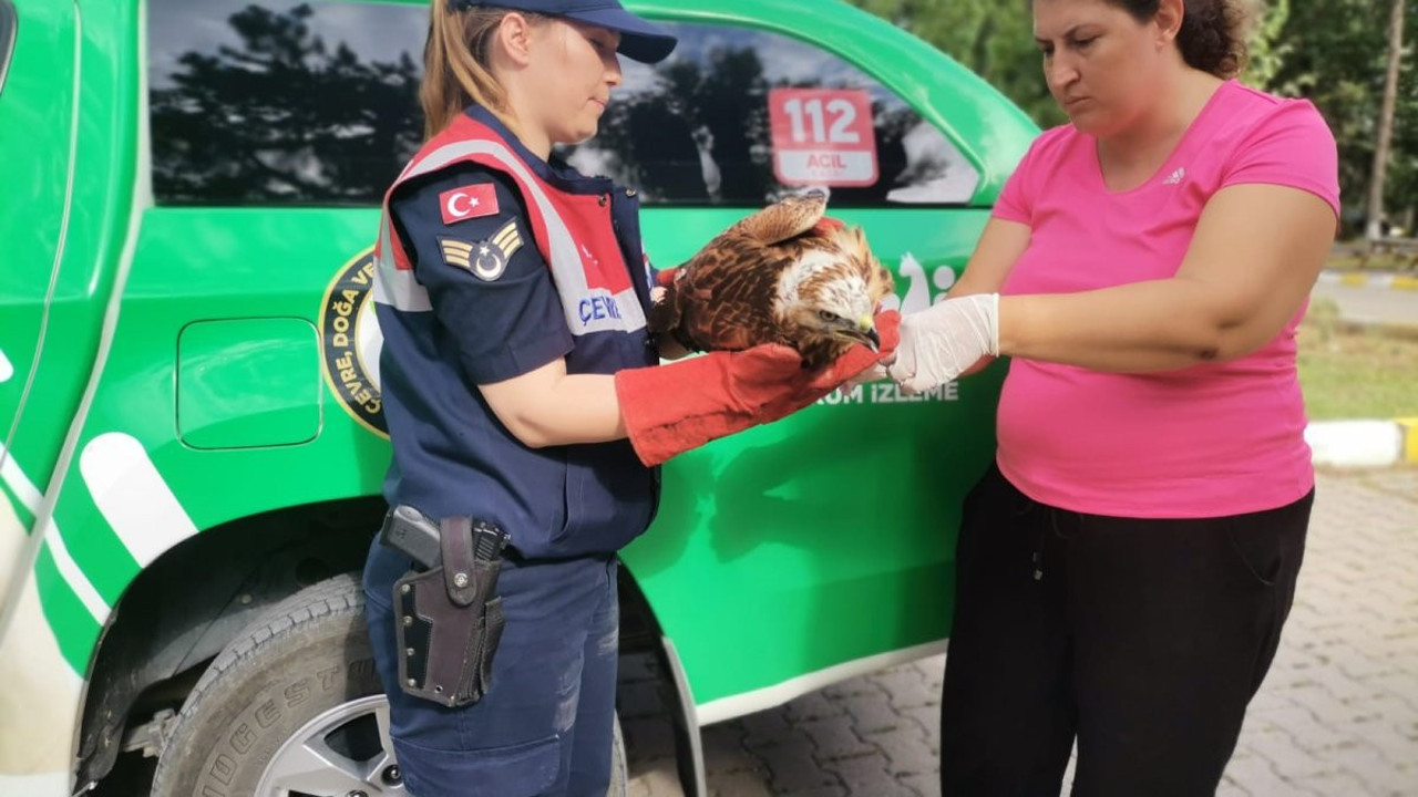 Yaralı şahin tedavi altına alındı (10 Temmuz 2023)