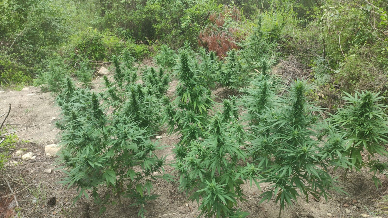 Jandarmadan Hint keneviri operasyonu