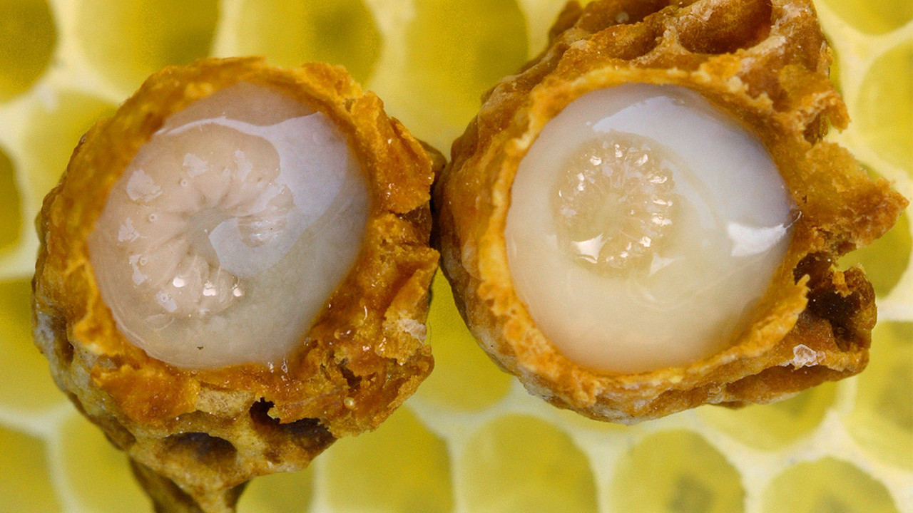 Kilosu 10 bin TL yılda 30 kilo üretiyor