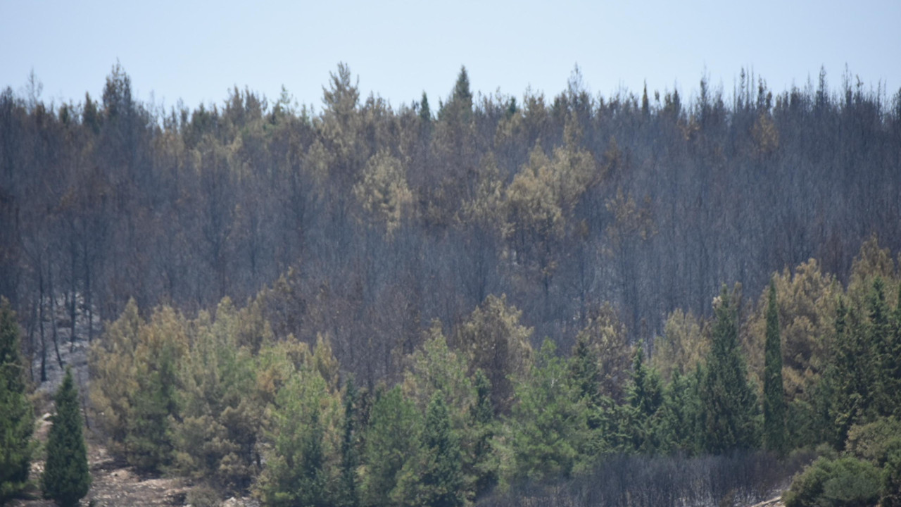 İzmir'in 2 ilçesindeki orman yangınlarında 390 hektar yandı