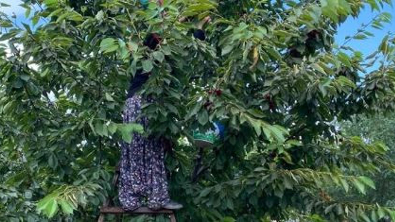 Hasadına başlandı kilosu 45 TL