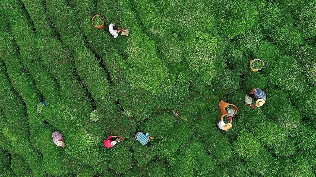 ÇAYKUR fabrikalarda 24 saat yaş çay alımı yapacak