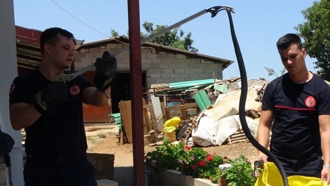 Ormanlar yandı zehirli yılanlar Manavgat'a indi