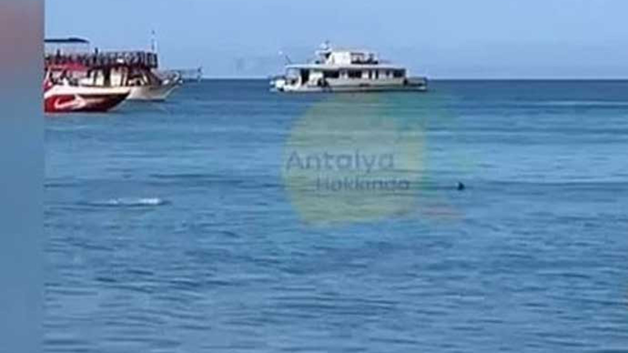 Köpek balığı diye taşlamışlardı yelken balığı çıktı