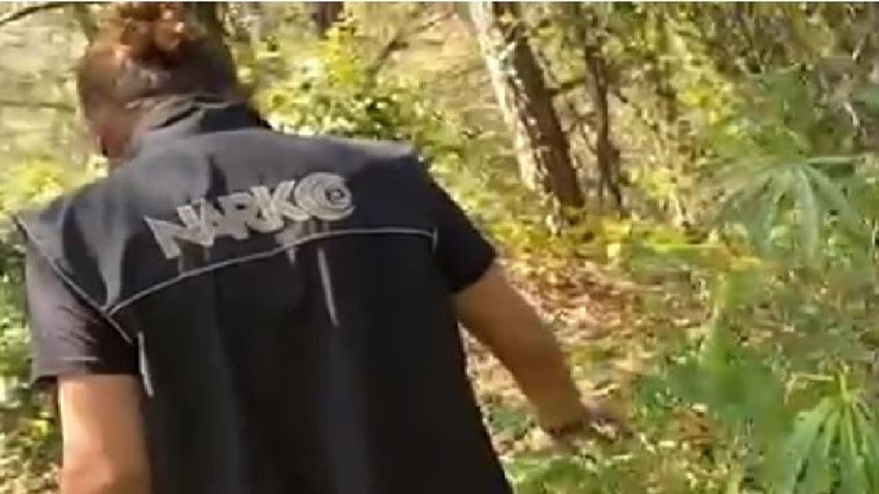 Zehir tarlasına polis baskını