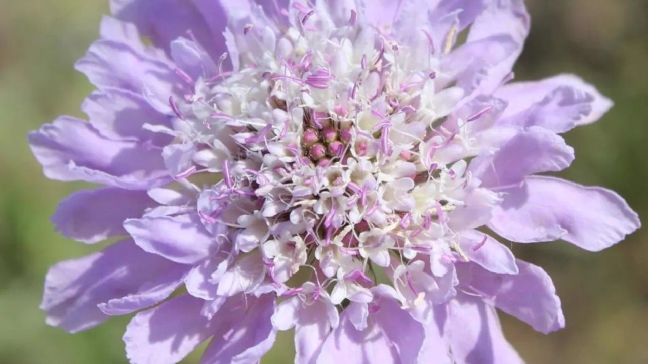 Cilt hastalıklarına iyi gelen bitki