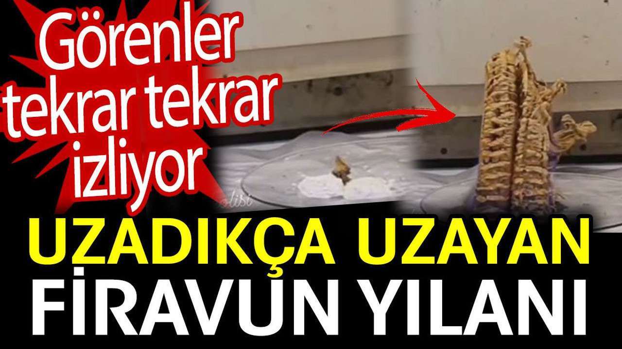 Uzadıkça uzayan Firavun yılanı. Görenler tekrar tekrar izliyor