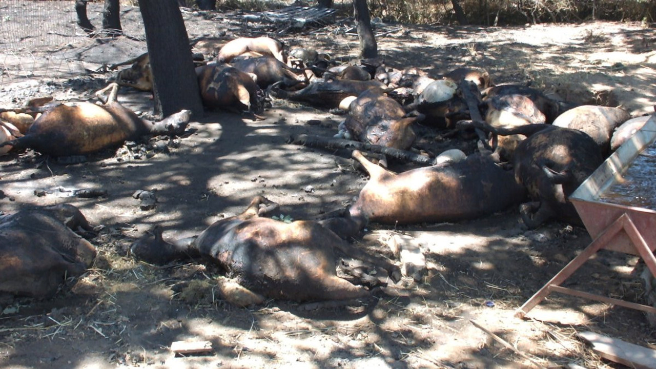 Ağıl’da yangın çıktı: 33 koyun telef oldu